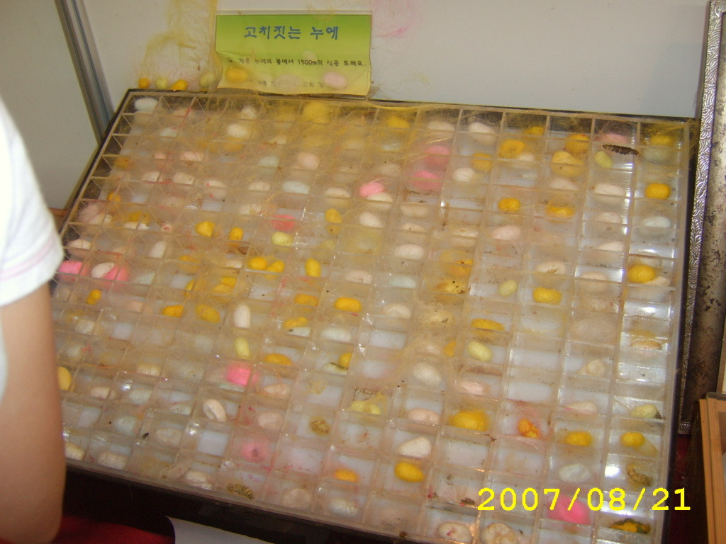 누애고치 이미지